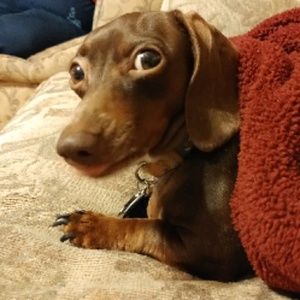 Meet your Posher, George